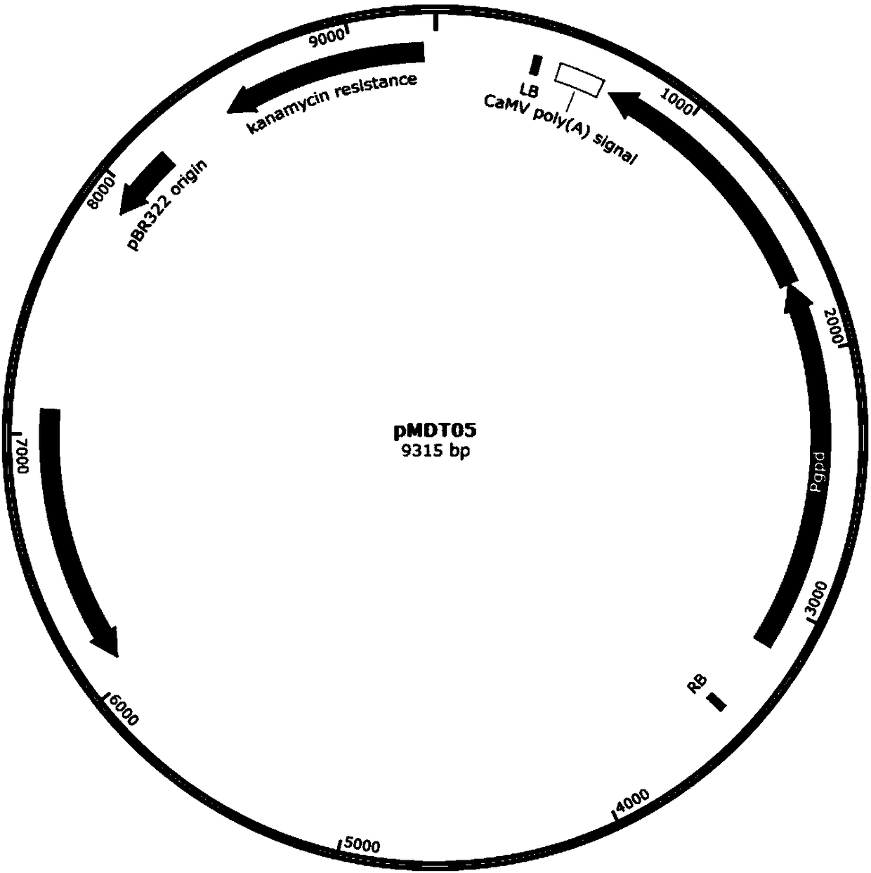 Recombinant oxalate decarboxylase obtained through mycelial fungus host cell expression