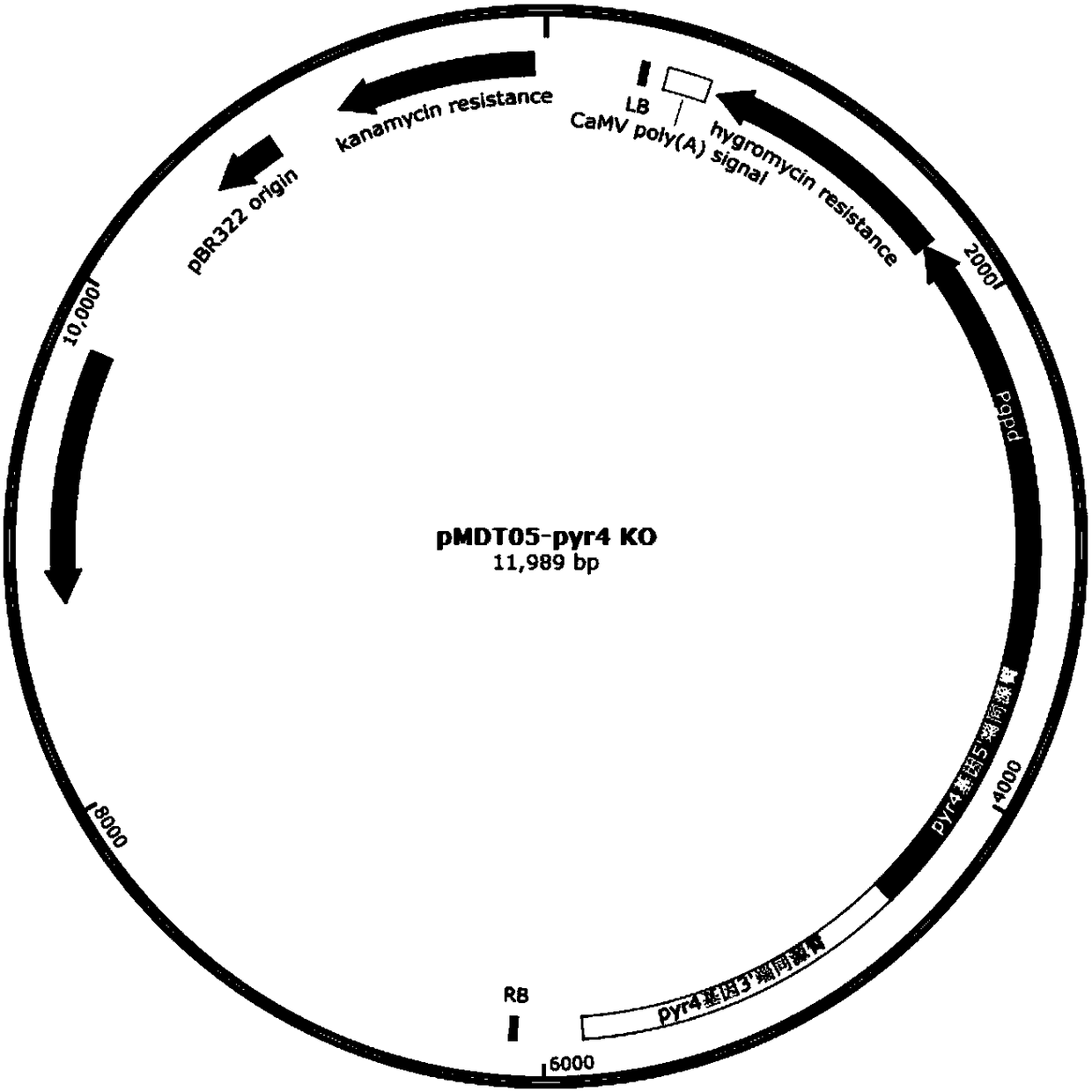 Recombinant oxalate decarboxylase obtained through mycelial fungus host cell expression