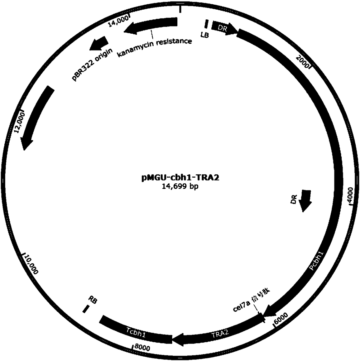 Recombinant oxalate decarboxylase obtained through mycelial fungus host cell expression