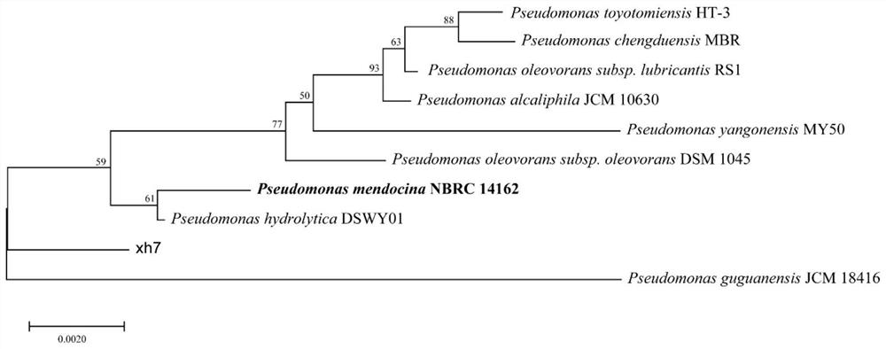 Heterotrophic nitrification-aerobic denitrification strain for efficient denitrification and application of heterotrophic nitrification-aerobic denitrification strain