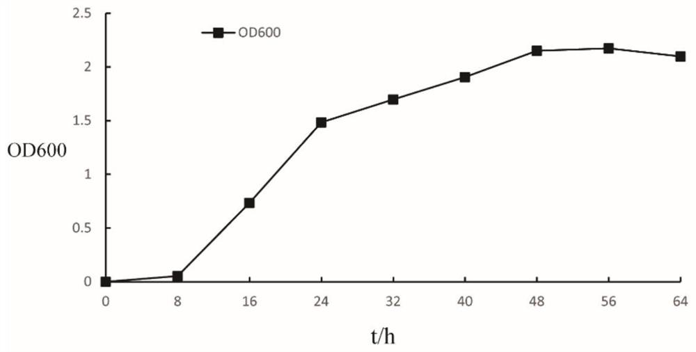 Heterotrophic nitrification-aerobic denitrification strain for efficient denitrification and application of heterotrophic nitrification-aerobic denitrification strain