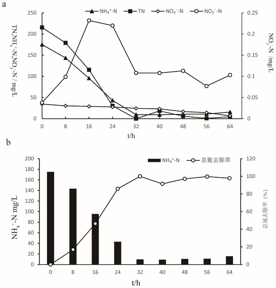 Heterotrophic nitrification-aerobic denitrification strain for efficient denitrification and application of heterotrophic nitrification-aerobic denitrification strain