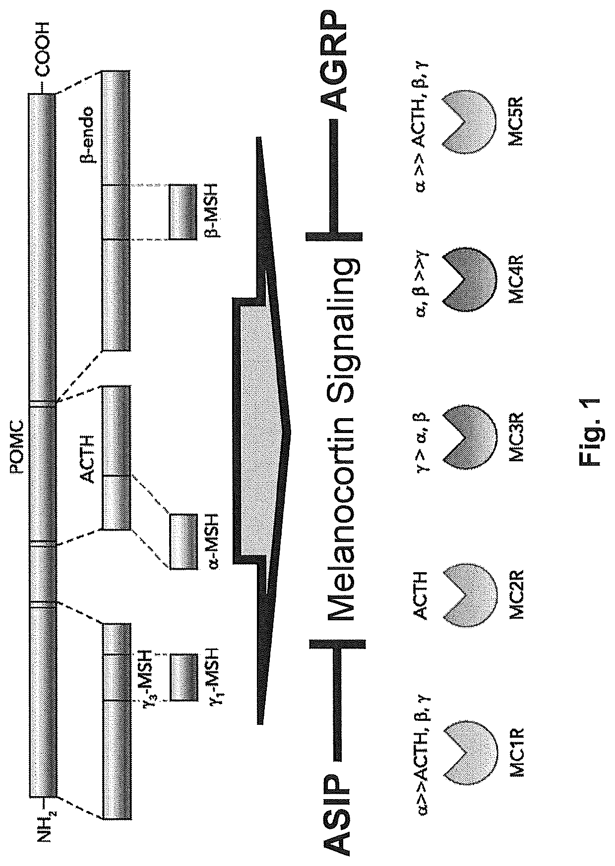 Biomarkers for breast cancer and methods of use thereof