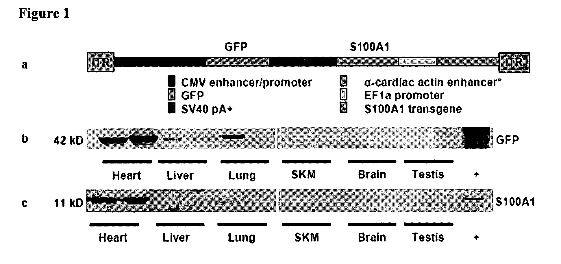 Tissue specific gene therapy treatment