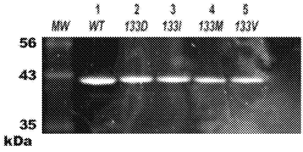 Protein structural biomarkers to guide targeted chemotherapies