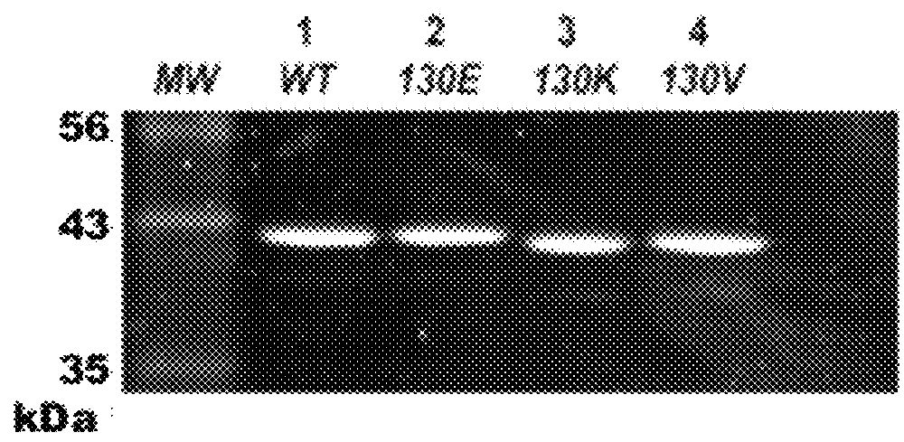 Protein structural biomarkers to guide targeted chemotherapies