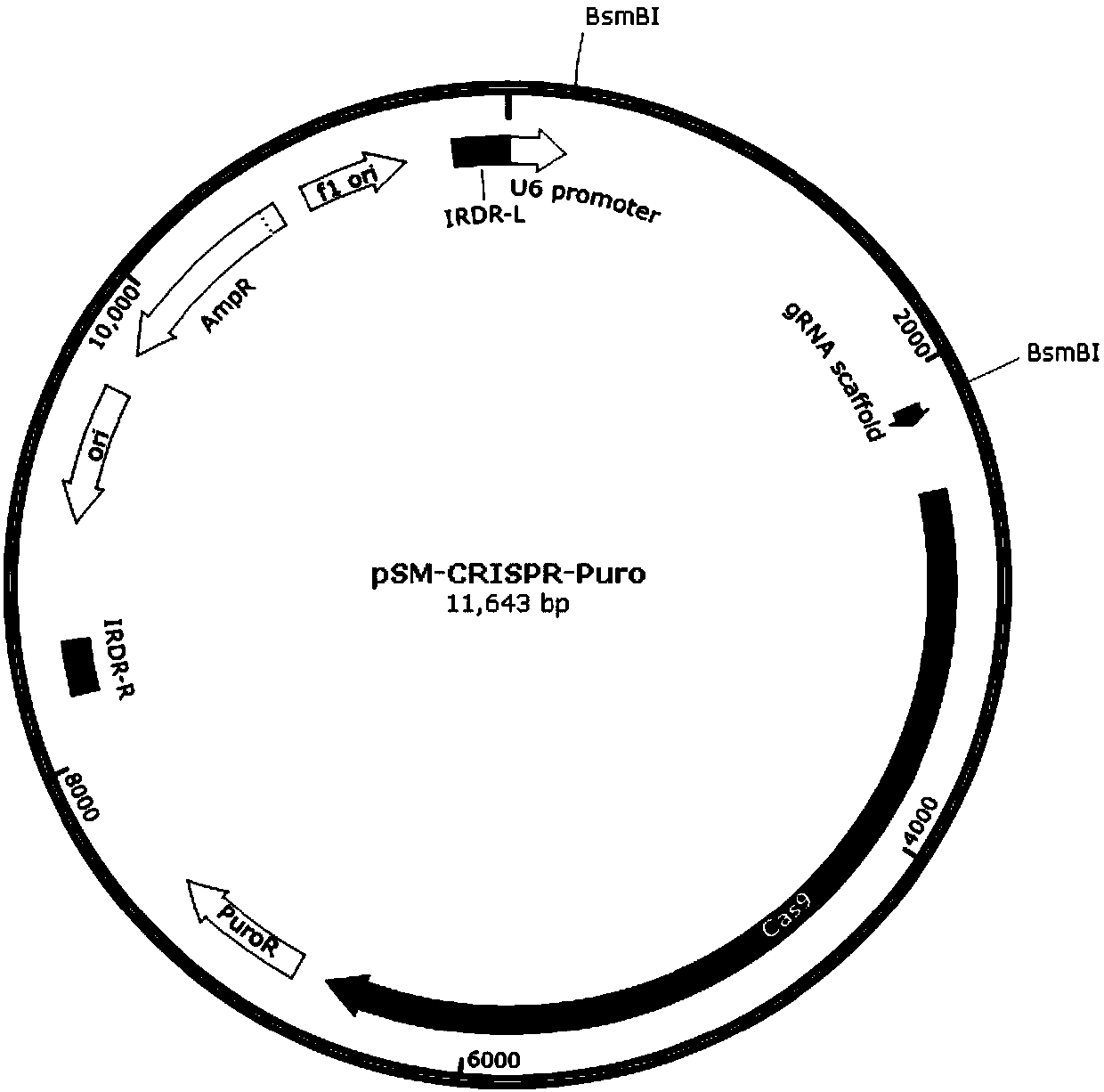 Stable knockout single plasmid vector with coordination of transposon and CRISPR/Cas9 system and application of stable knockout single plasmid vector