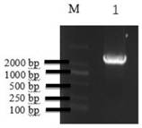 Bacillus amyloliquefaciens and method for preparing Maotai-flavor sweet tobacco by using bacillus amyloliquefaciens