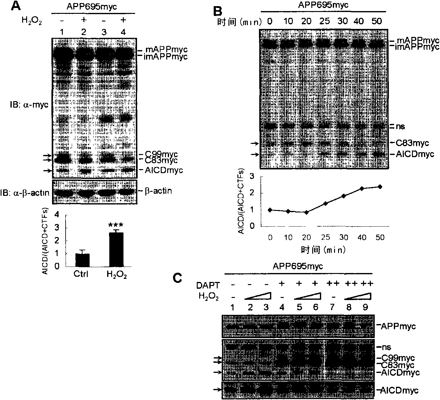 Function of small RNA molecule aiming at c-Jun amino terminal kinase of human for senile dementia