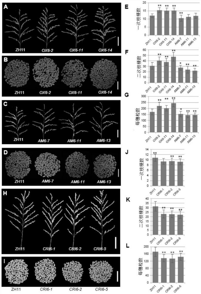 Application of protein OsGATA6 in regulating and controlling flowering time, spike type, grain shape and thousand grain weight of plant