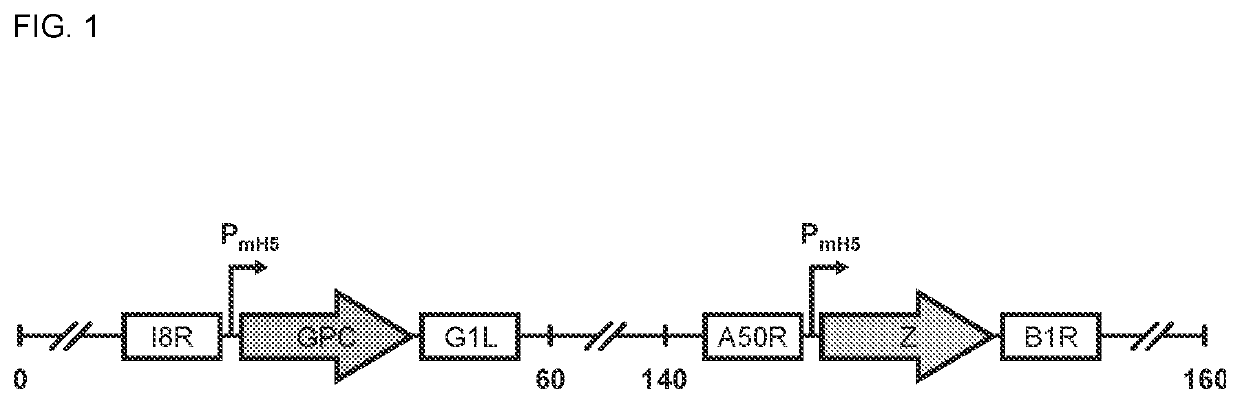 Compositions and Methods for Generating an Immune Response to LASV
