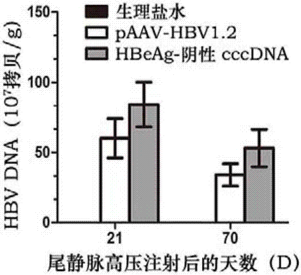 Method for building hepatitis B e-antigen negative mouse model