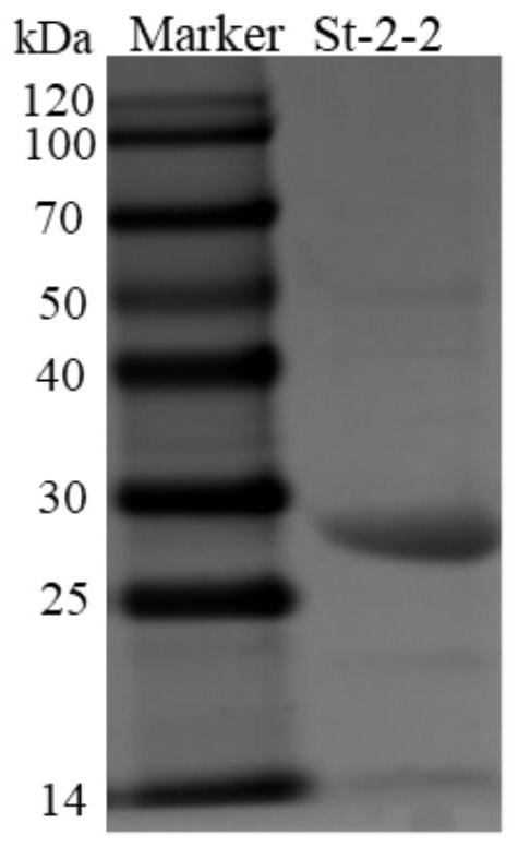 7[alpha]-hydroxysteroid dehydrogenase (HSDH) mutant St-2-2 [delta]C10 and application thereof