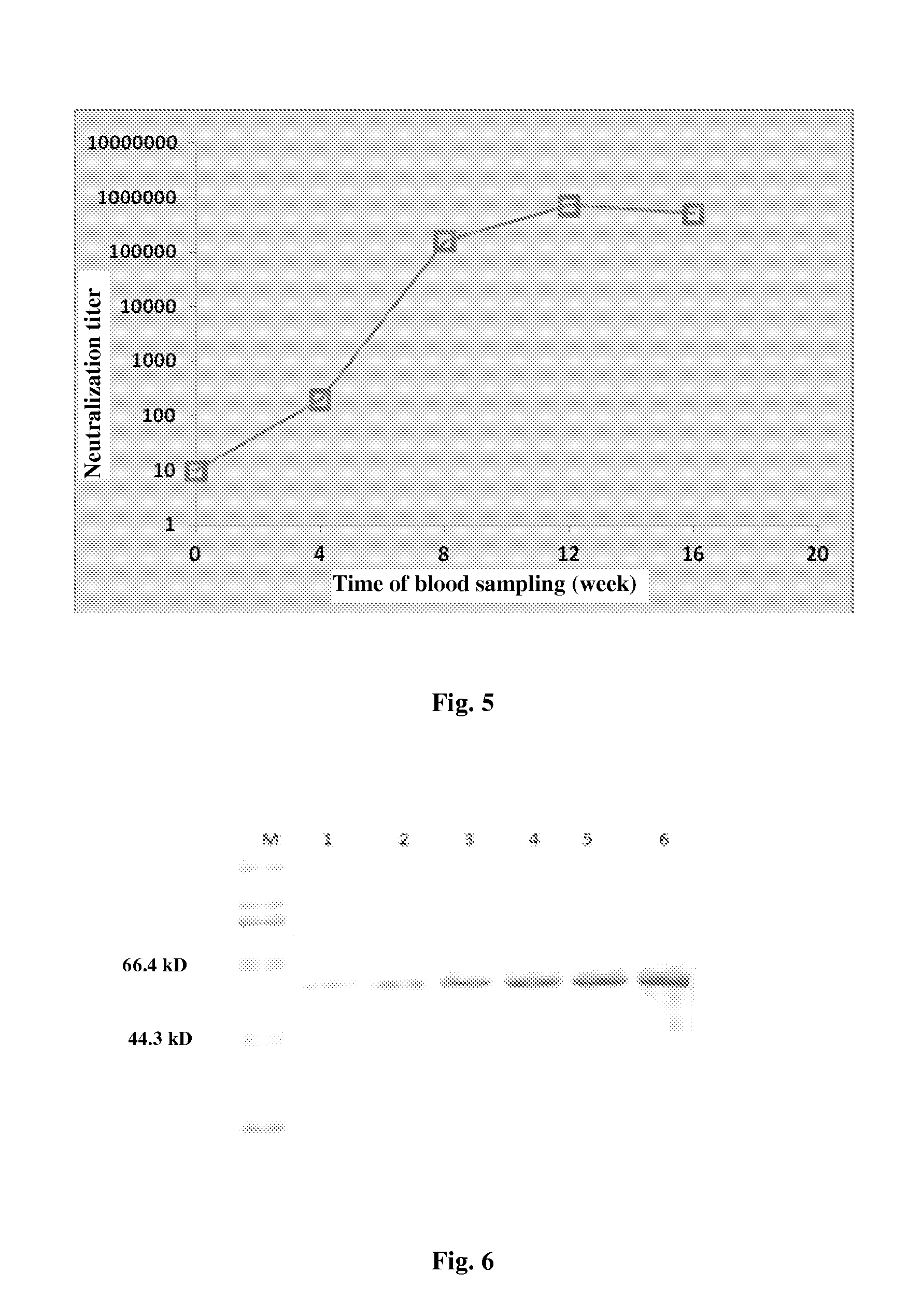 Truncated l1 protein of human papillomavirus type 58