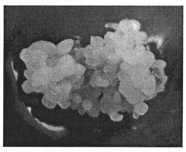 Method for regenerating Chinese rose plant by using immature seed as explant