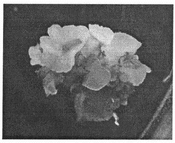 Method for regenerating Chinese rose plant by using immature seed as explant