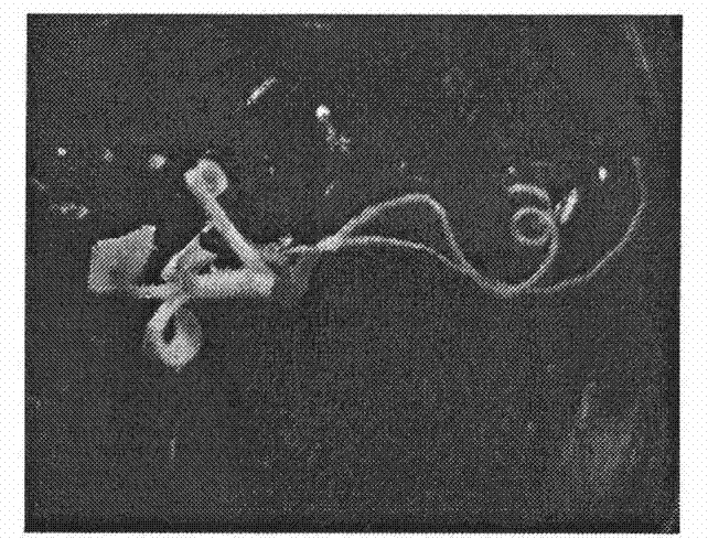 Method for regenerating Chinese rose plant by using immature seed as explant