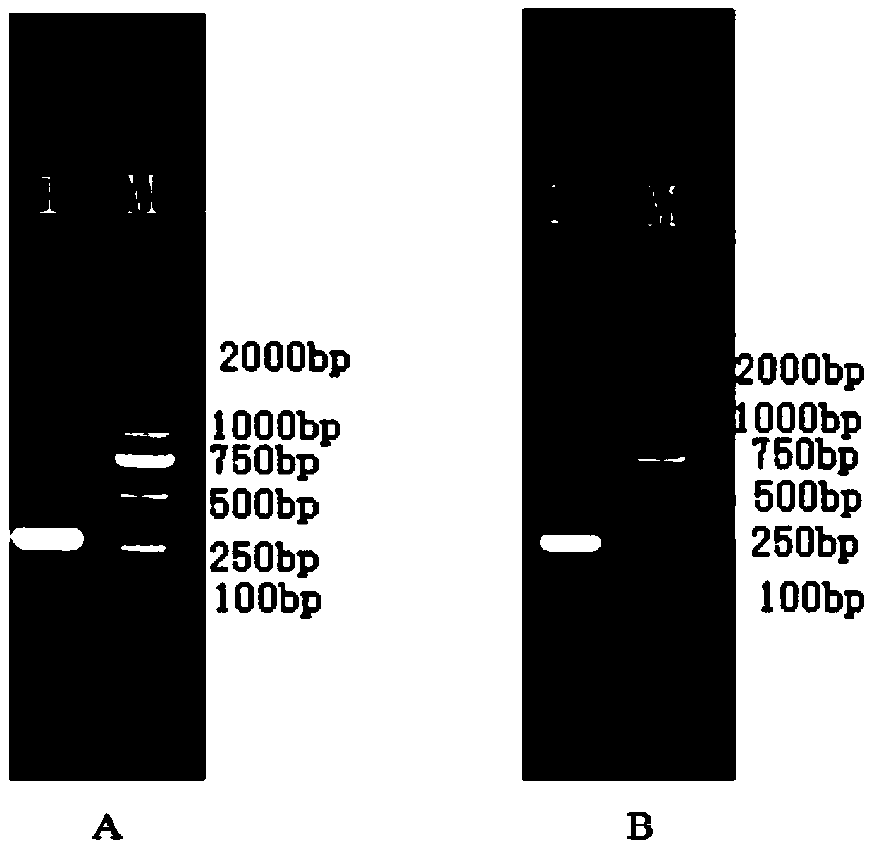 A kind of Siniperca tlr7 gene and its application