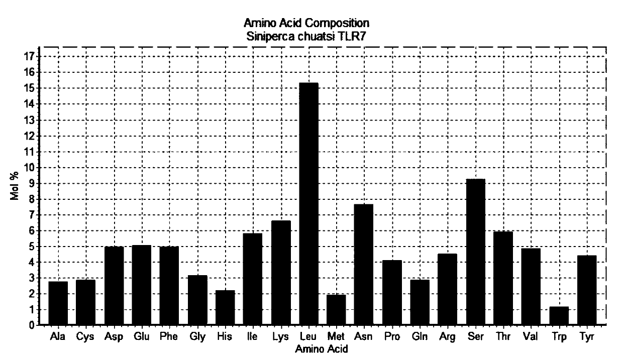 A kind of Siniperca tlr7 gene and its application