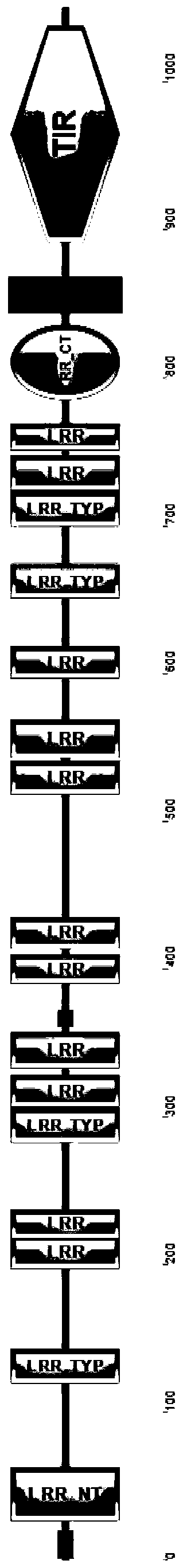 A kind of Siniperca tlr7 gene and its application