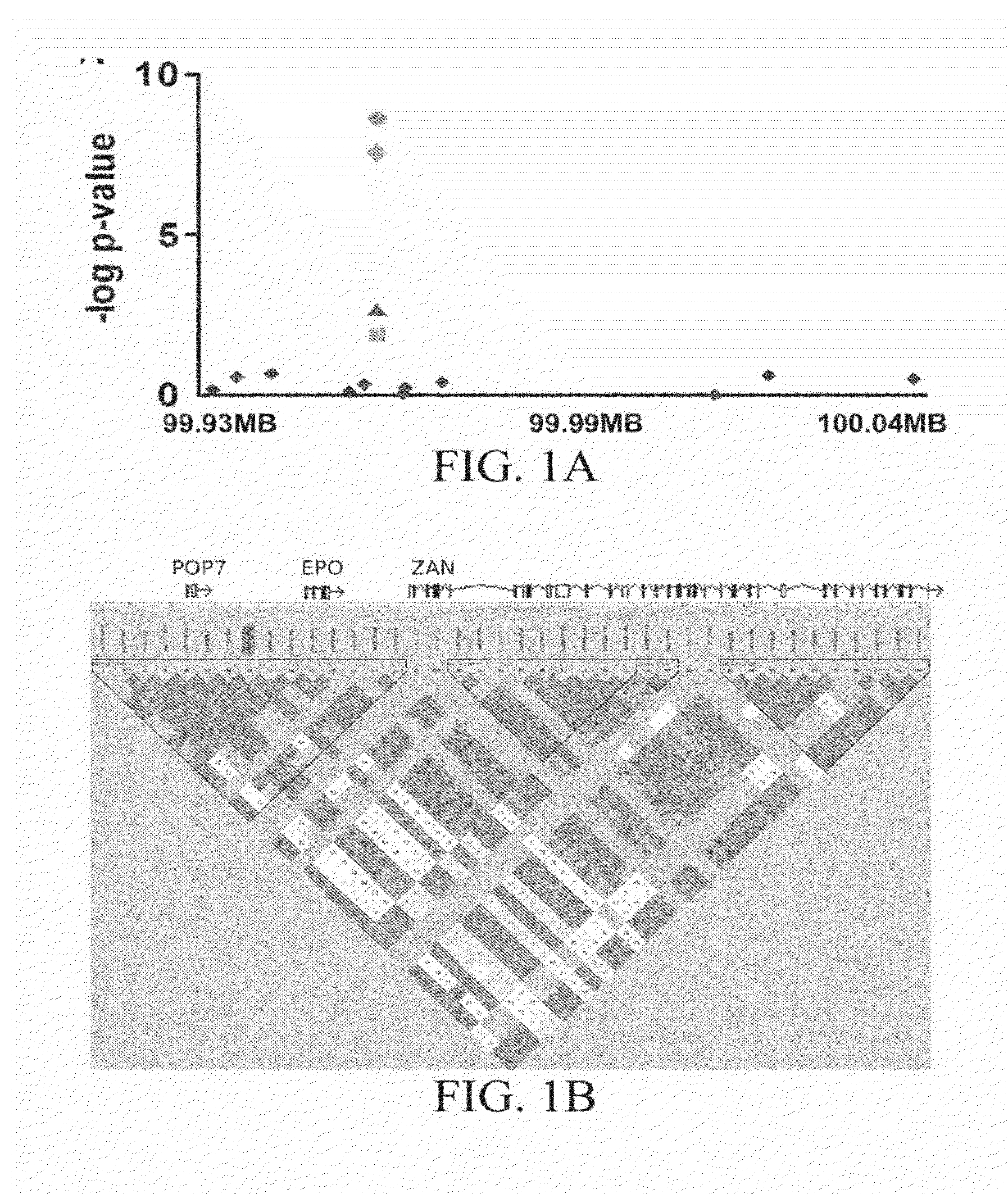 Compositions and Methods for Diagnosing and Treating Diabetic Micro Vascular Complications