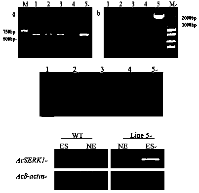 Method for genetic transformation of pineapple somatic embryogenic receptor kinase gene AcSERK1 and application thereof