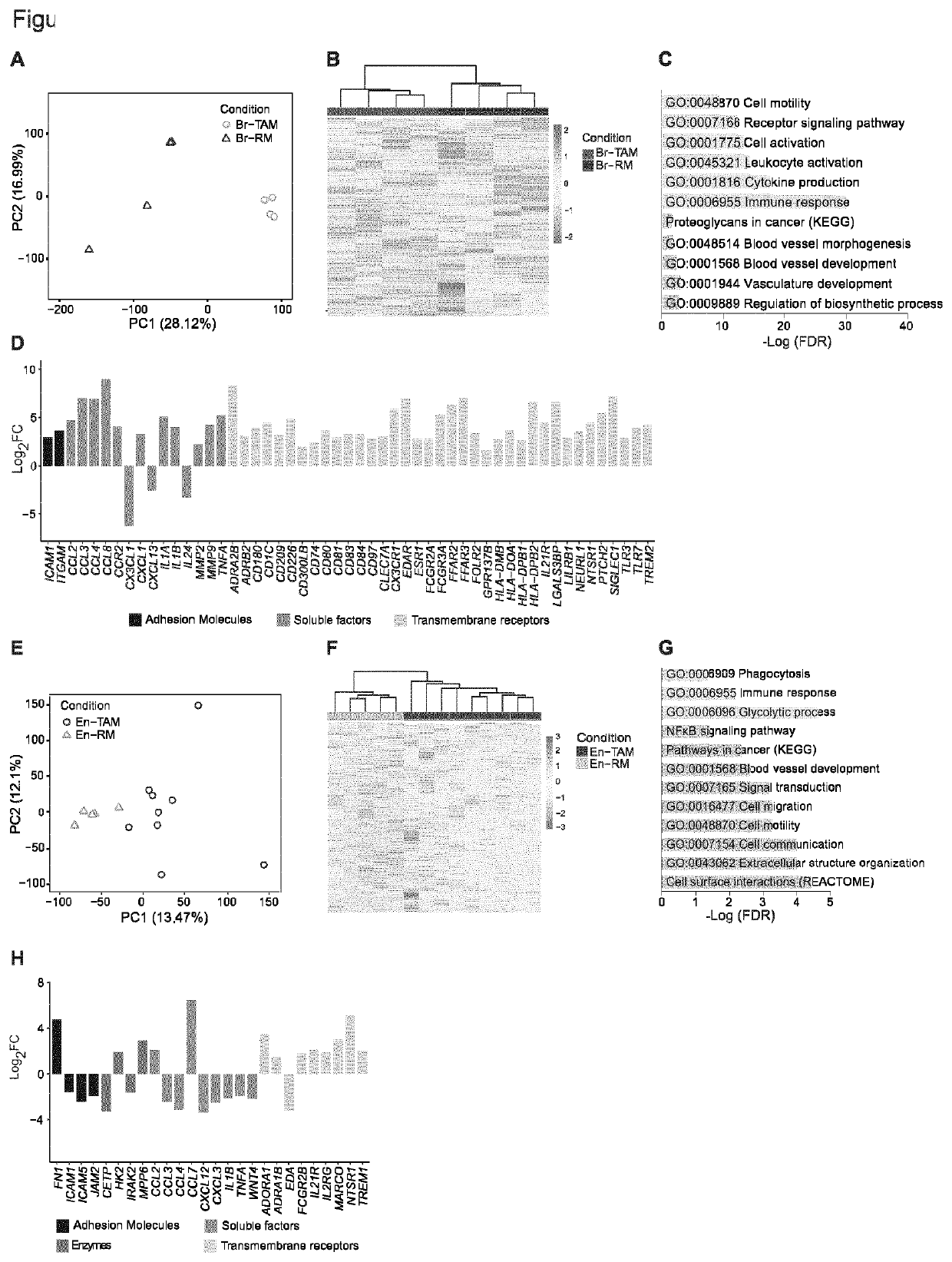 Macrophage markers in cancer