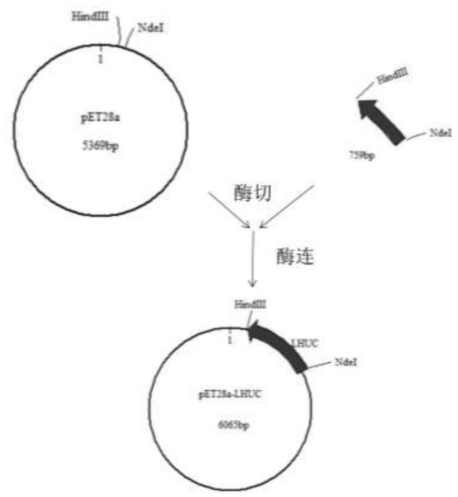 Helicobacter pylori multi-epitope series fusion protein LHUC as well as preparation method and application thereof