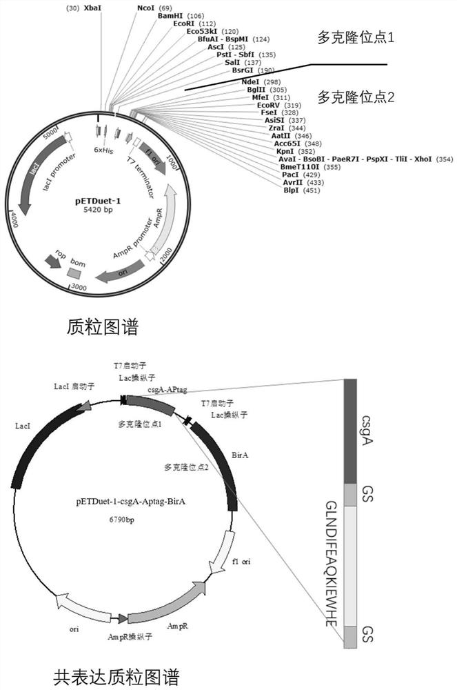 Living cell marking method of biotinylated Curli protein and application of living cell marking method