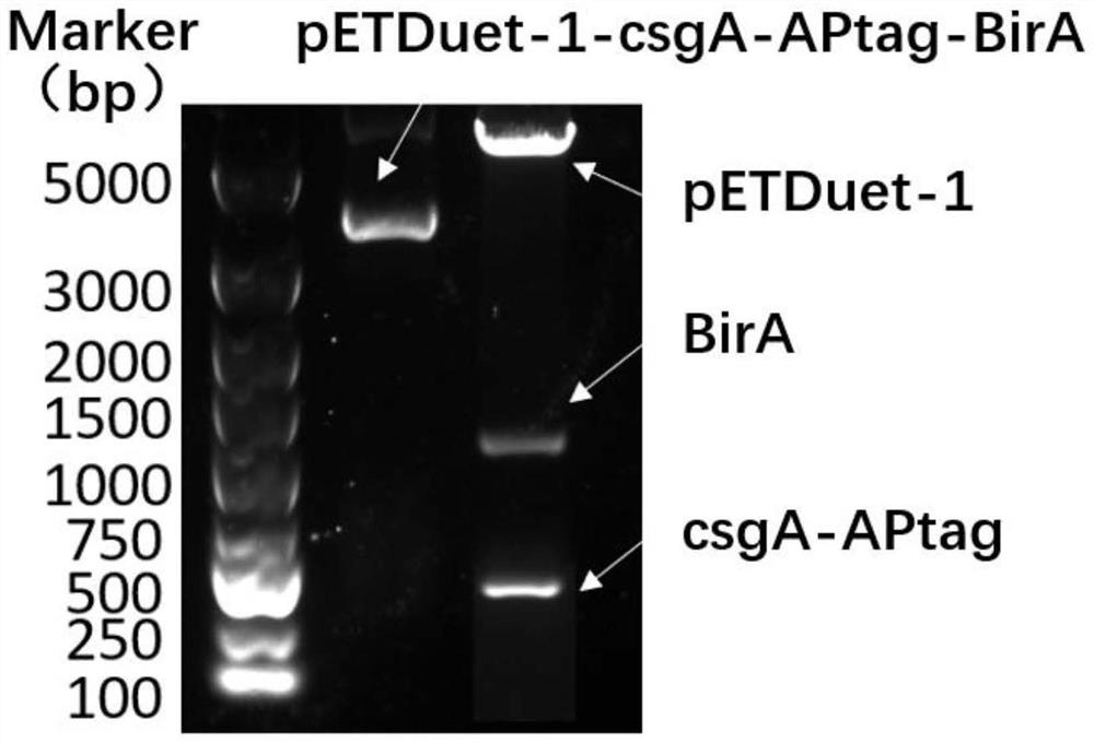 Living cell marking method of biotinylated Curli protein and application of living cell marking method