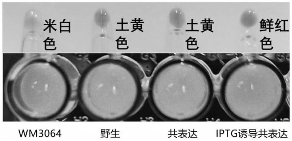 Living cell marking method of biotinylated Curli protein and application of living cell marking method
