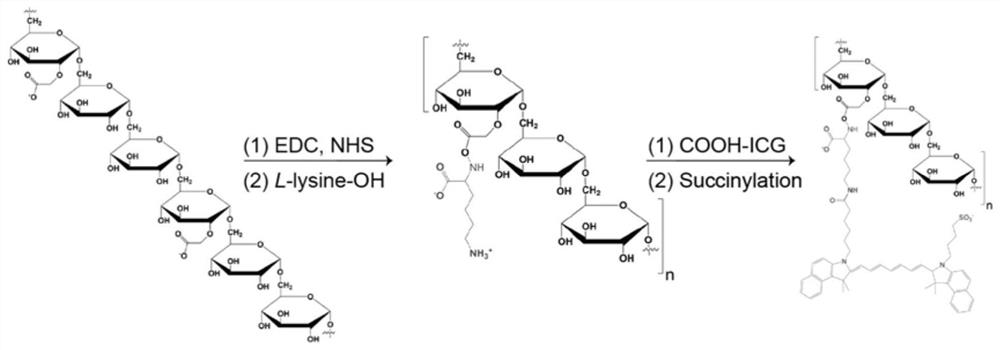 Preparation method and application of a macrophage tracking fluorescent probe