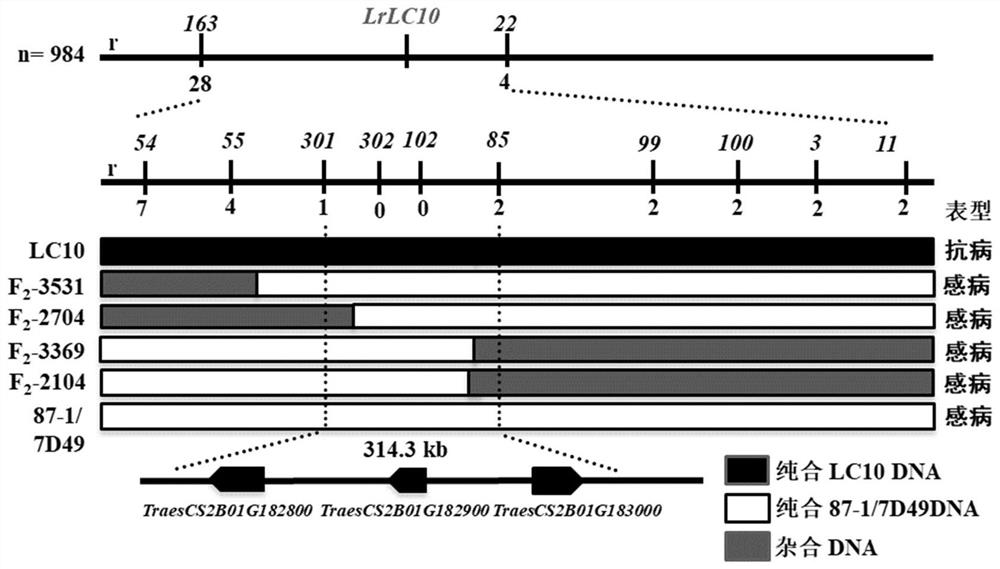 The SNP Loci of Wheat Leaf Rust Resistance Gene lr13 and Its Application