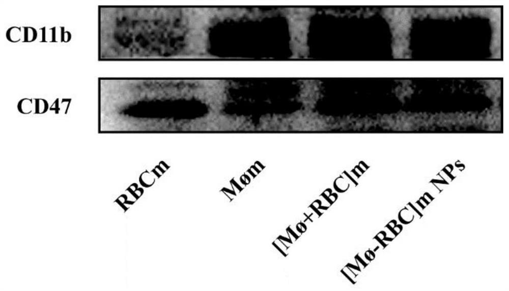 GOQDs-based pH-response-type bionic nano-preparation and preparation method and application thereof