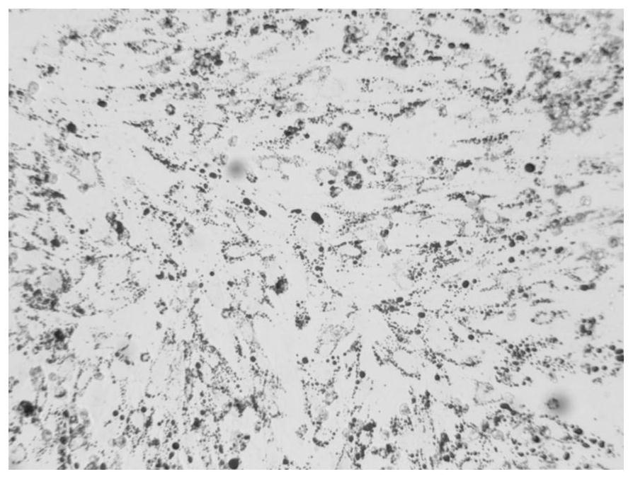 Method for culturing islet cells suitable for clinical application