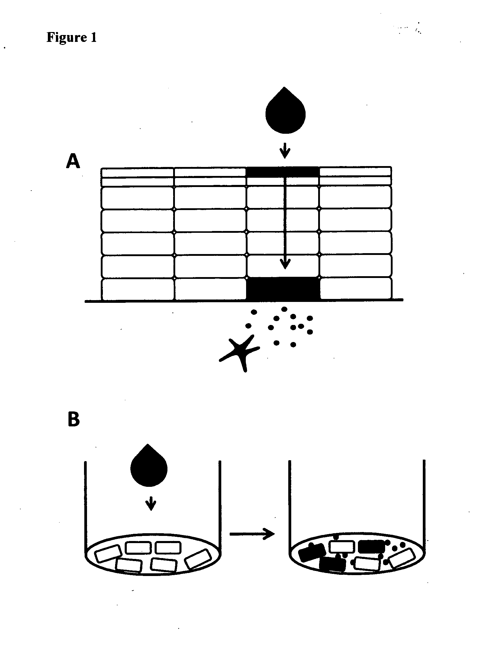 Method for diagnosing and creating immunogenic tolerance in contact allergy and other epithelial immunotoxicological ailments