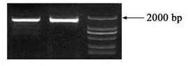 Peanut Glutamyl t-RNA Reductase and Its Application