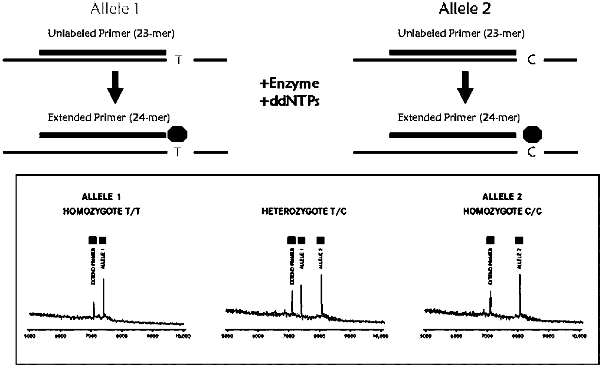 Primer composition for distinguishing individualized medication form of nitrendipine and atenolol