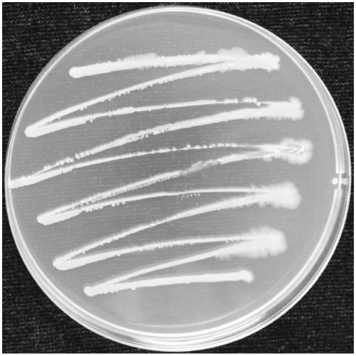 Bacillus pumilus for preventing and controlling ustilaginoidea virens