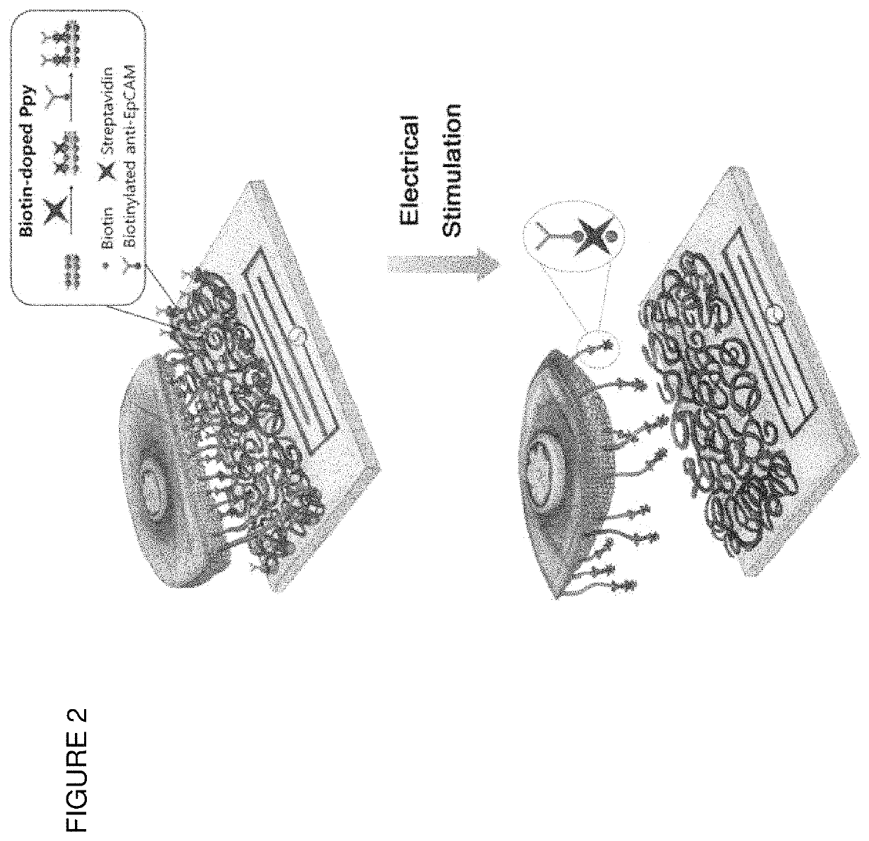 Composition comprising of a conducting polymer for detecting, capturing, releasing, and collecting cell