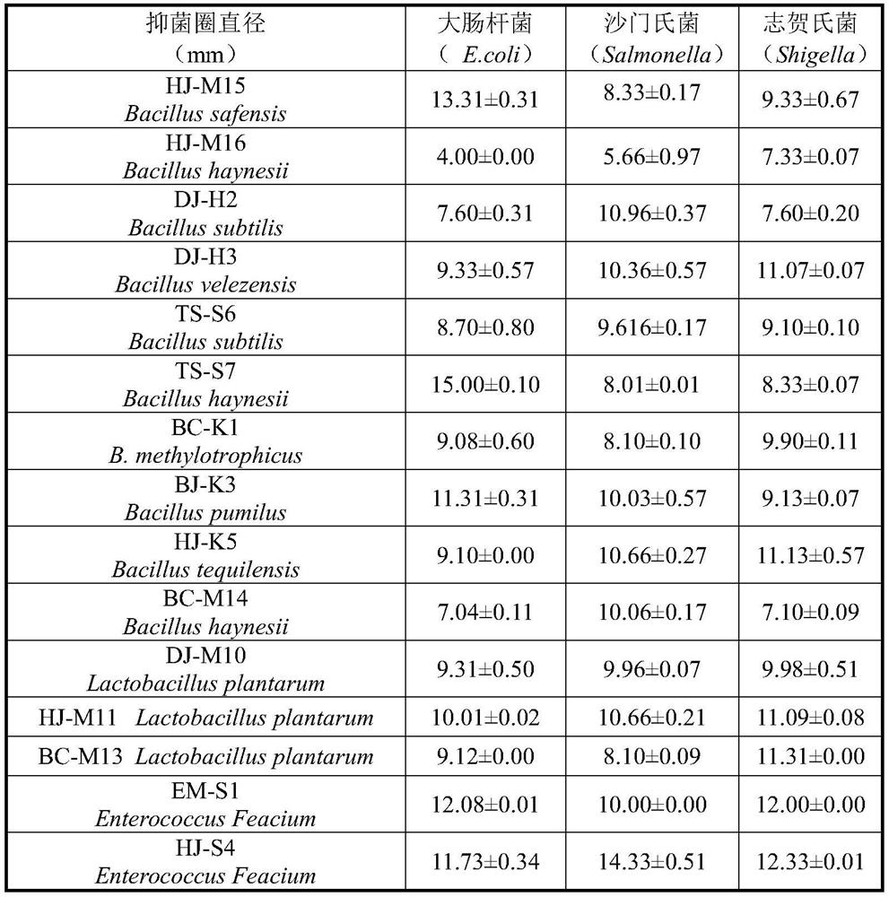 Field planting culture method and application of intestinal probiotics of sanhuang broiler chickens