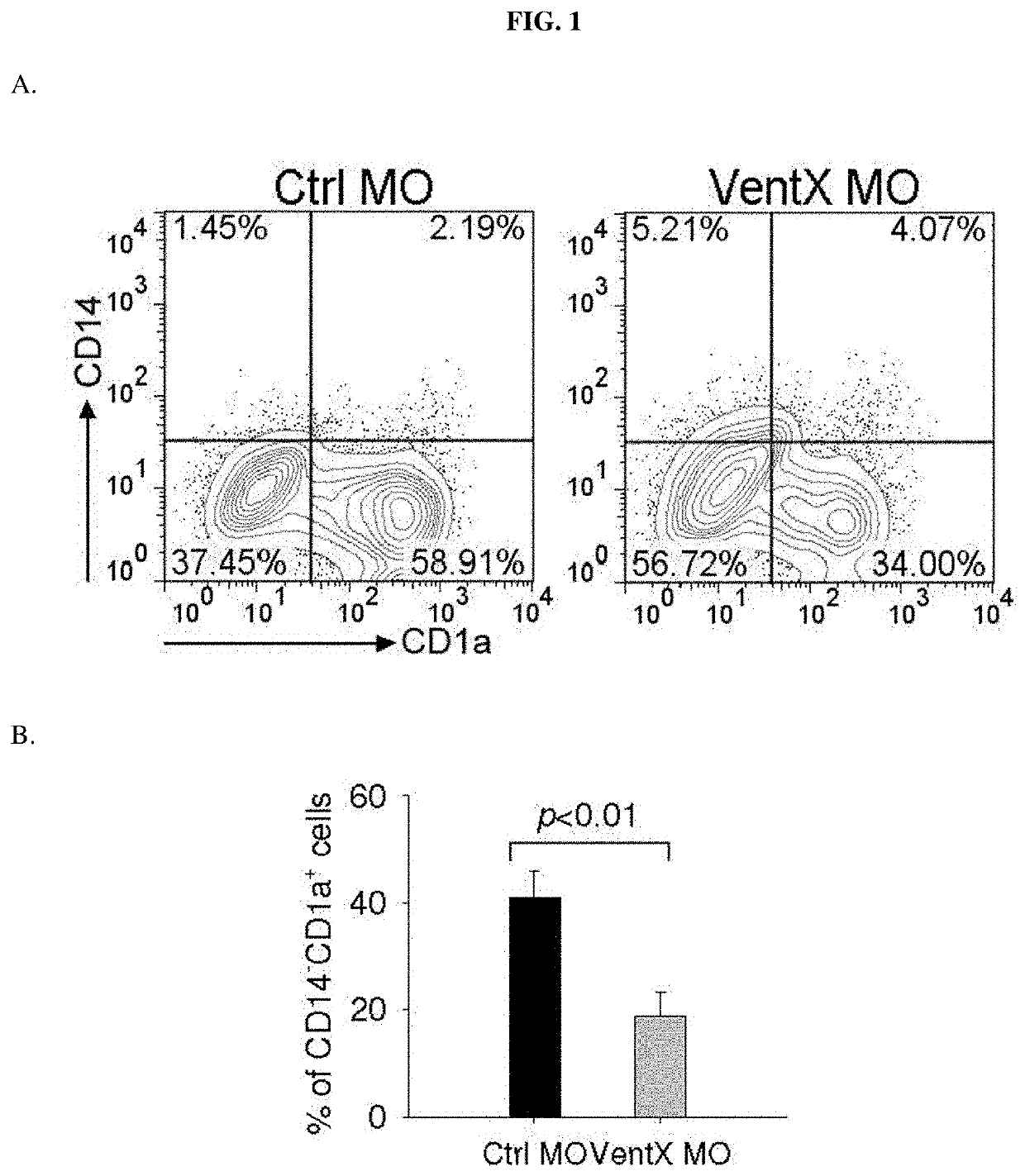 Homeobox transcription factor ventx regulates differentiation and maturation of human dendritic cells