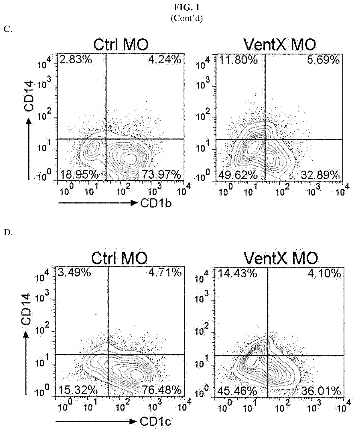 Homeobox transcription factor ventx regulates differentiation and maturation of human dendritic cells