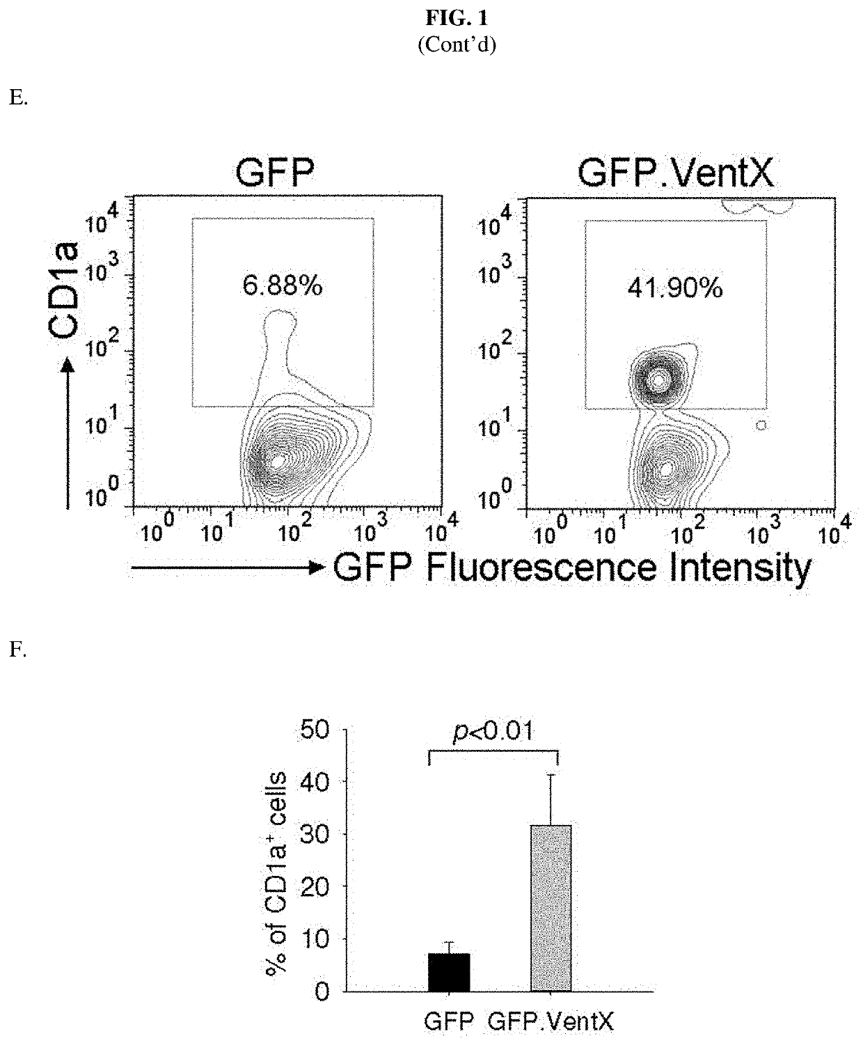 Homeobox transcription factor ventx regulates differentiation and maturation of human dendritic cells
