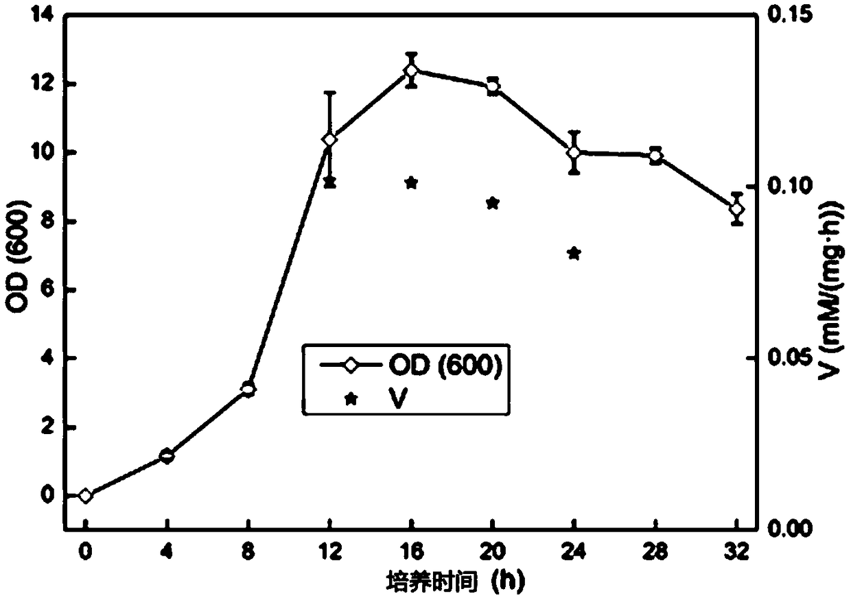 Kurthia gibsonii and application of Kurthia gibsonii in splitting of 1-phenyl-1,2-glycol