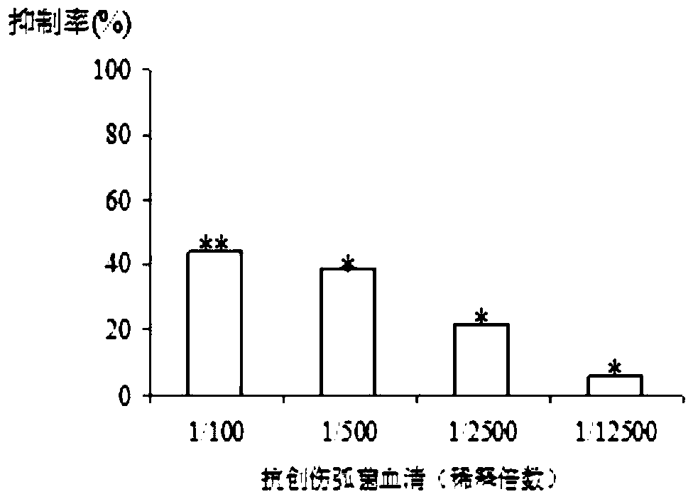 Preparation method and application of a kind of human source anti-vibrio vulnificus hemolysin protein (vvh) antibody