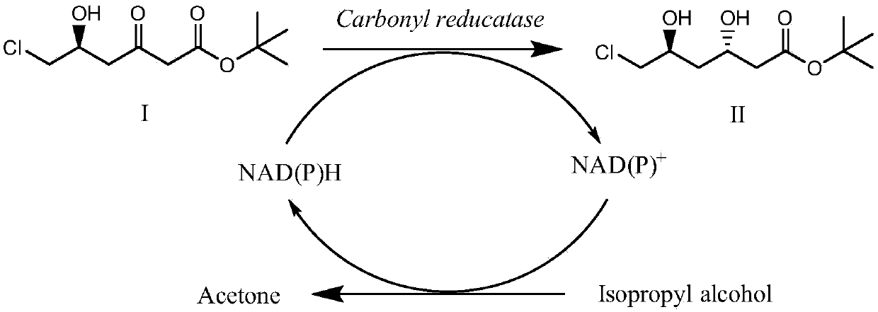 Carbonyl reductase genetically-engineered bacteria immobilized cells and application thereof