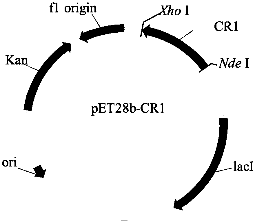 Carbonyl reductase genetically-engineered bacteria immobilized cells and application thereof