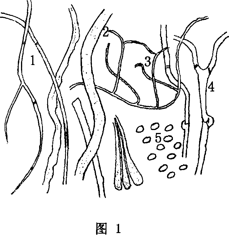 Artificial cultivation method of Basidiomycetes and uses thereof