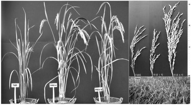 A method for creating extra-large panicle and wide-compatibility tetraploid rice